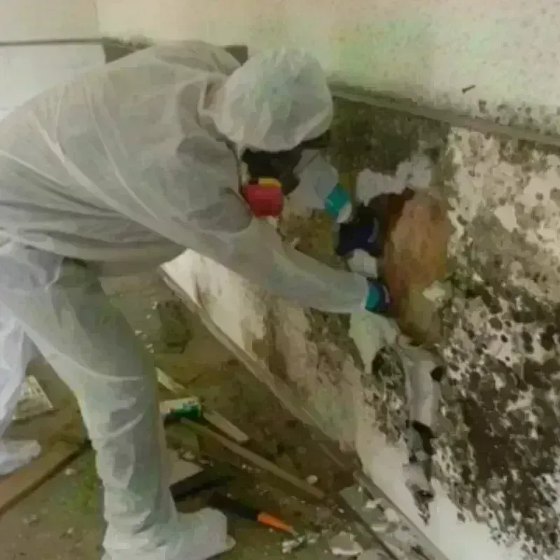 Mold Remediation and Removal in Snyder, OK